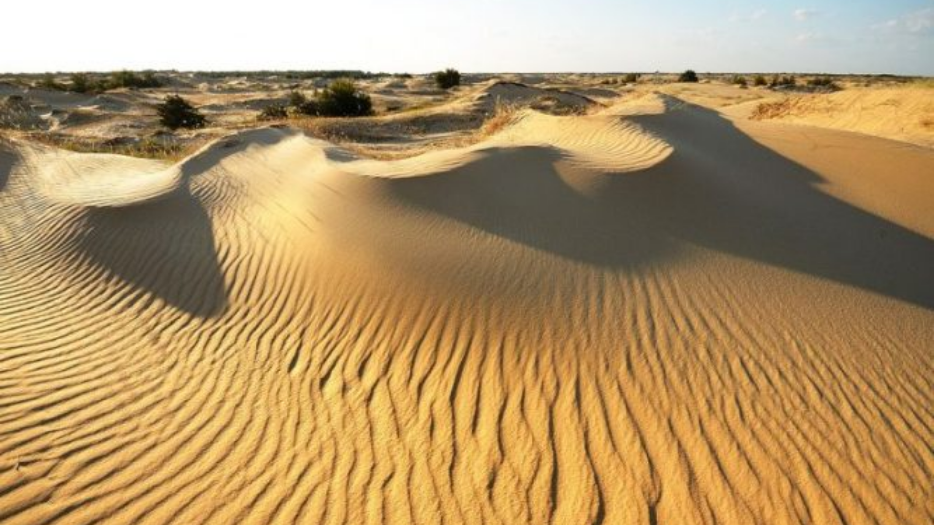 Після підриву Каховської ГЕС: вплив на Олешківські піски та дельту Дніпра